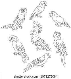 Collection of amusing tropical parrots, black and white vector illustrations in a cartoon style for a coloring book