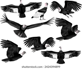 Collection of andean condor vulture bird in colour image