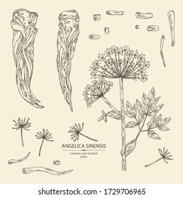 Collection of angelica sinensis: angelica root and plant. Cosmetic and medical plant. Vector hand drawn illustration.