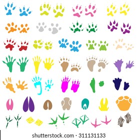 Collection of animal and bird trails 