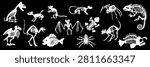 Collection of animal skeleton silhouettes including dinosaur, fish, bird, bat, spider, lizard, chameleon, dog, monkey and other fossil bone illustrations. Vector set isolated on white background.