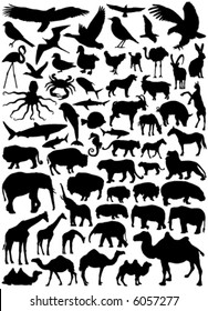 Collection of animal vector 2