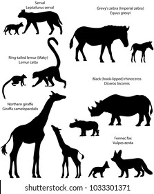 Collection of animals with cubs living in the territory of Africa, in silhouettes: northern giraffe, black rhinoceros, Grevy's zebra, ring-tailed lemur, fennec fox, serval