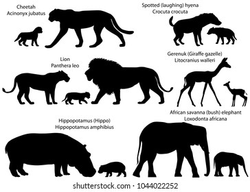 Collection of animals with cubs living in the territory of Africa, in silhouettes: lion, cheetah, gerenuk, hippopotamus, african savanna elephant, spotted hyena