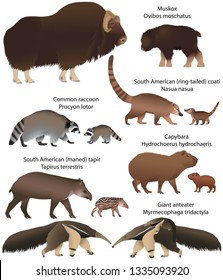 Collection of animals with cubs living in the territory of North and South America: muskox, common raccoon, south american tapir, giant anteater, capybara, south american coati