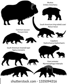 Collection of animals with cubs living in the territory of North and South America, in silhouettes: muskox, common raccoon, south american tapir, giant anteater, capybara, south american coati