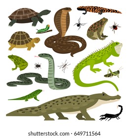 Collection of Animals and Insects