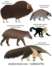 Collection of animals living in the territory of North and South America: muskox, common raccoon, south american tapir, white-headed capuchin, giant anteater