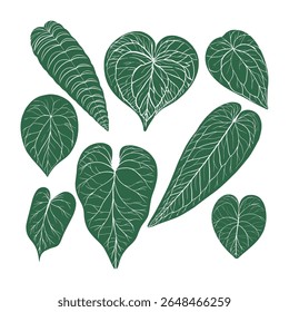 Collection of Anthurium Clarinervium Leaves with Deep Heart Shape, Velvety Dark Green Texture, and Striking White Vein Patterns, Varying in Size and Orientation for Unique Botanical Display