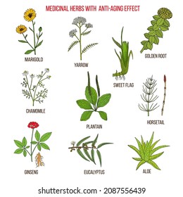 Collection of anti-aging herbs. Hand drawn botanical vector illustration