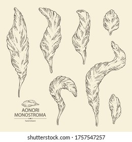 Collection of aonori: aonori seaweed, sea kale. Monostroma. Green algae. Edible seaweed. Vector hand drawn illustration.