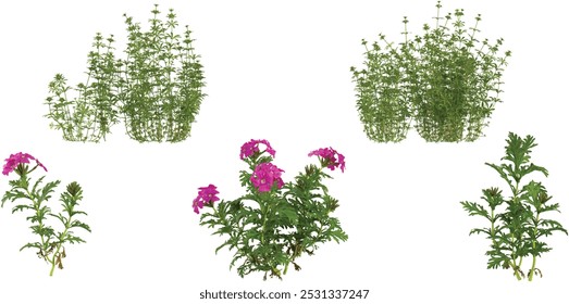collection of aparine,tenera plants isolated on white background