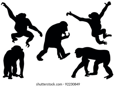 Collection of apes silhouettes