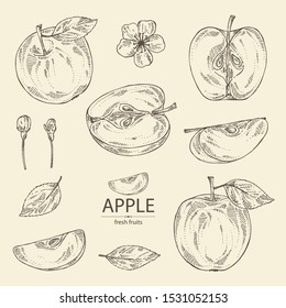 Coleção de maçãs: fruta, folhas e fatia de maçã. Ilustração desenhada à mão vetorial.