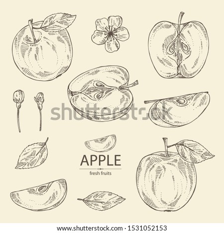 Collection of apples: fruit, leaves and apple slice. Vector hand drawn illustration.