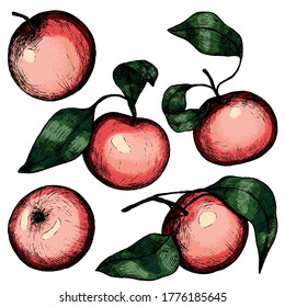 Collection of apples with leaves. Set of hand drawn vector illustration. Decorative autumn fruits elements in vintage style isolated on white. Colorful drawing for design, prints, card, decor, poster.