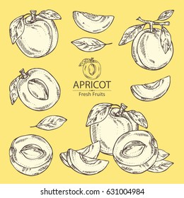 Collection of apricot and apricot slice. Hand drawn.