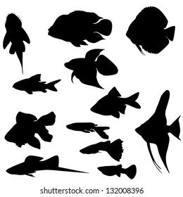 Collection of  aquarium fishes isolated on white (Vector)