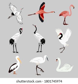 Collection of aquatic, tropical birds - jouvel, heron, pelican, flamingo, swan on an isolated background. Vector illustration.