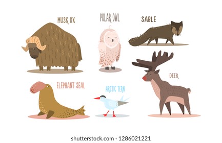 Collection of Arctic animals with names, polar owl, musk ox, sable, elephant seal, arctic tern, deer vector Illustration