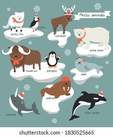 Collection of arctic animals which wear Chistmas clothes. Animals that live in Antarctica stand on ice floes with names. Flat design of arctic animals with snow. Vector illustration