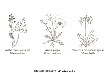 Collection of arctic plants. Hand drawn botanical vector illustration