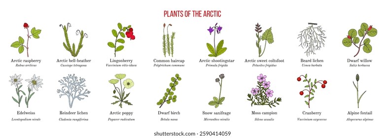 Collection of arctic plants. Hand drawn botanical vector illustration