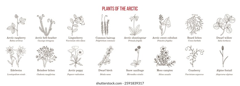 Collection of arctic plants. Hand drawn botanical vector illustration