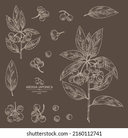 Collection of ardisia japonica: leaves, ardisia japonicaberries and ardisia plant. Oregano. Herbs and spices. Cosmetic, perfumery and medical plant. Vector hand drawn illustration.