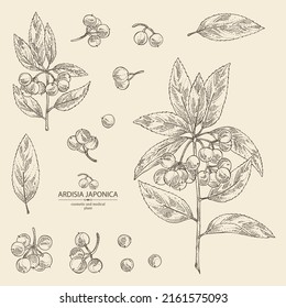 Collection of ardisia japonica: leaves, ardisia japonicaberries and ardisia plant. Oregano. Herbs and spices. Cosmetic, perfumery and medical plant. Vector hand drawn illustration.