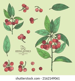 Collection of ardisia japonica: leaves, ardisia japonicaberries and ardisia plant. Oregano. Herbs and spices. Cosmetic, perfumery and medical plant. Vector hand drawn illustration.