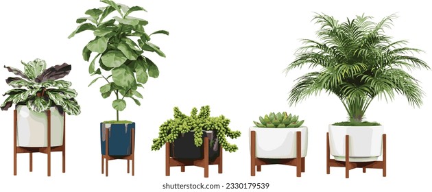 Collection of Areca palm,Burro's-tail,Fiddle-leaf fig,Molded wax agave,Calathea roseopicta on isolated transparent background