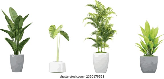 Collection of Areca palm,Echinodorus grisebachii,Alocasia odora,Strelitzia nicolai on isolated transparent background