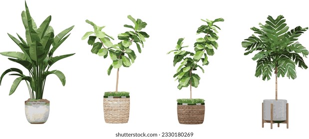 Collection of Areca palm,Fiddle-leaf fig,Fiddle-leaf fig on isolated transparent background