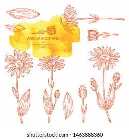 Collection of arnica montana: arnica flower and leaves. Cosmetic and medical plant. Vector hand drawn illustration