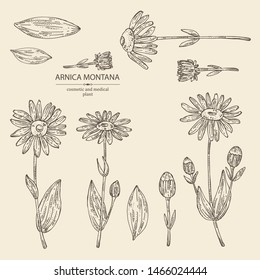 Collection of arnica montana: arnica flower and leaves. Cosmetic and medical plant. Vector hand drawn illustration