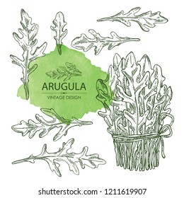 Collection of arugula and bunch of arugula. Vector hand drawn illustration.