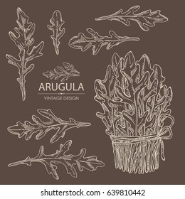Collection of arugula. Hand drawn