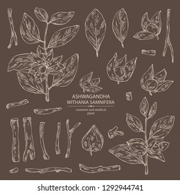 Collection of ashwagandha: branch, root and berries of withania somnifera . Cosmetic and medical plant. Vector hand drawn illustration.