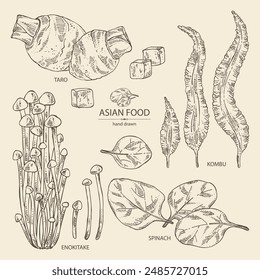 Collection of asian food: kombu seaweed, enokitake, spinach, taro root. Asian cuisine. Vector hand drawn illustration.