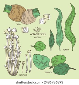 Collection of asian food: kombu seaweed, enokitake, spinach, taro root. Asian cuisine. Vector hand drawn illustration.