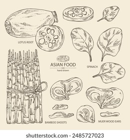 Colección de comida asiática: raíz de loto, orejas de madera, muer, bok choy, espinacas. Cocina asiática. Vector dibujado a mano ilustración.