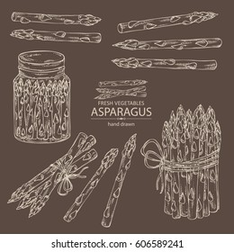 Collection of asparagus. hand drawn.