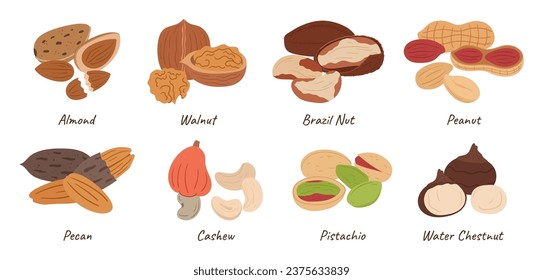 Collection of Assorted Nuts. Almond, Walnut, Brazil and Peanut. Pecan, Cashew, Pistachio and Water Chestnut. Healthy Kernels Isolated on White Background. Cartoon Vector Illustration, Icons Set