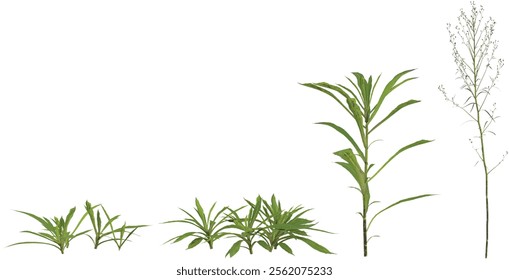 Collection of Aster plants on transparent background