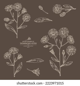 Collection of aster tataricus: aster tataricus plant, leaves and aster tataricus flowers. Tatarinow's aster. Cosmetic, perfumery and medical plant. Vector hand drawn illustration