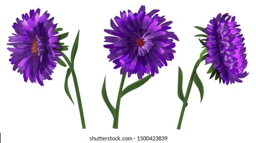 Collection of asters (Michaelmas daisy). Purple, blue, violet daisy flowers, green stems, leaves on white background. Digital draw, illustration in watercolor style for design, vector