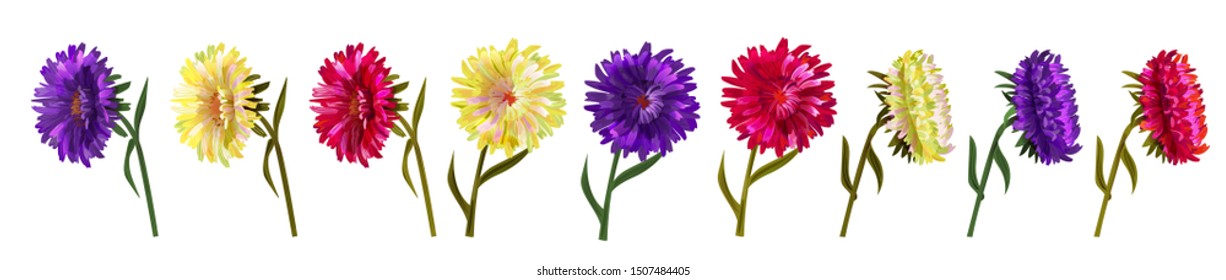 Collection of asters (Michaelmas daisy). White, red, blue, violet daisy flowers, stems, leaves on white background. Digital draw, illustration in watercolor style for design, panoramic view, vector