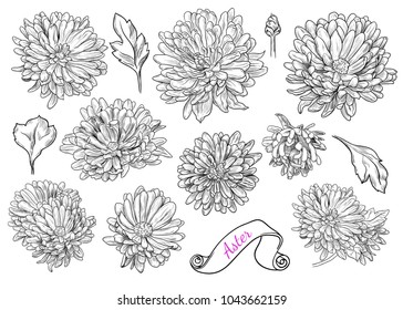 A collection of asters sketches. Varied vector asters, buds and leaves in vintage style.