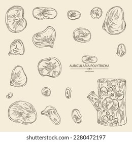 Collection of auricularia polytricha: piece of auricularia mushroom, auricularia polytricha mushrooms. Vector hand drawn mushroom illustrations